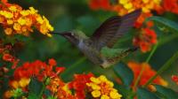 Hummer